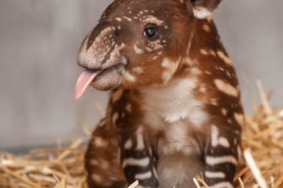 Kamdan kam  uchraydigan hayvonlarning bolalari.