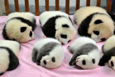 Pandalar uchun bog'cha chindan ham mavjud. Ha, va siz tush ko'rmayabsiz!