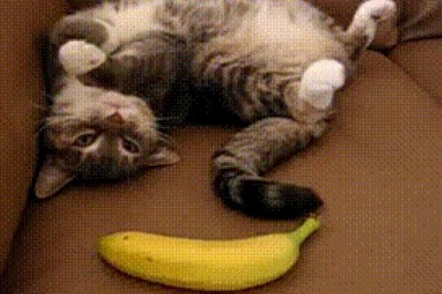   Ertalabdan chap oyoqdan turgan kulgili hayvonlar