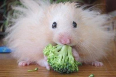 Nima uchun og'maxon dunyodagi eng zo'r hayvonlardan biri ekanligi haqida  20ta ajoyib sabablar