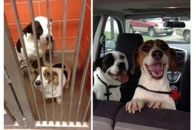 O’z oilasiga ega bo’lgan uy jonivorlarining ishonib bo’lmaydigan darajada o’zgarishi