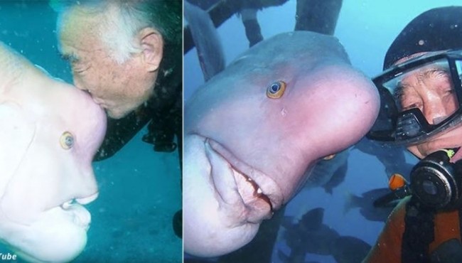 Ushbu yapon dayveri 25 yildan beri baliq Yoriko bilan do’st  