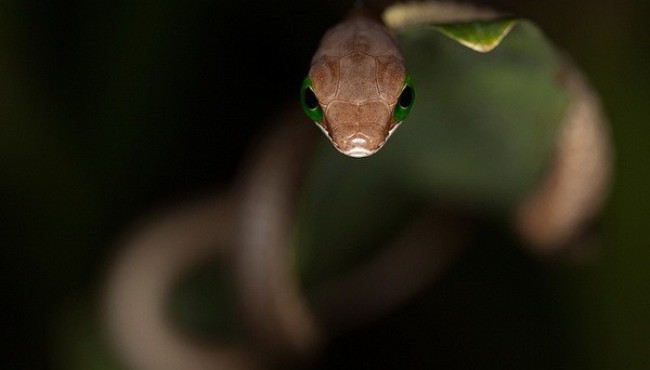 Dunyoning eng zaxarli ilonlari