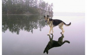 Fotoshopchilar bellashuvining g'oliblari: ular sizni kuldirib, o'zlarining aqldan ozdiruvchanligi bilan tetiklashtiradilar