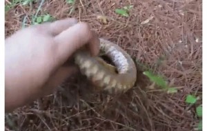 Kulguli hayvonlar va ularning ajoyib tantiqliklari: ular sizni albatta hayratga soladi hamda tabassumingizni uyg'otadi