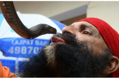 Nagapanchami - hindilarning bayrami: unda hamma ishlash o'rniga ilonlarni rishvalaydilar