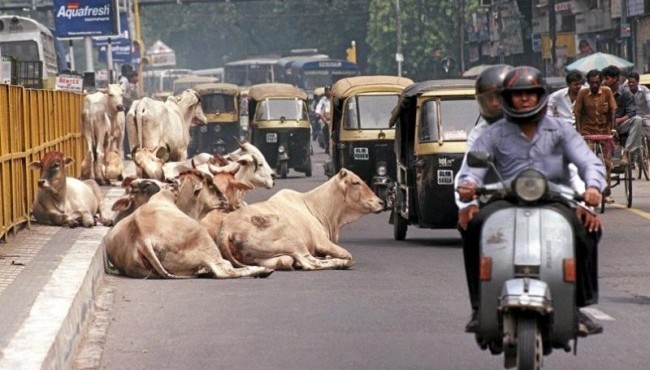 Qiziqarli dunyo: Muqaddas daydilar - qanday qilib uysiz sigirlar Hindistonning muammosiga aylandi
