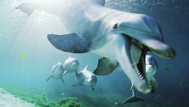 Qiziqarli dunyo: Delfinlarning qoyilmaqom qobiliyatlari