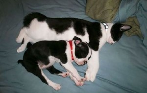 Hayvonlar olamida: boshqa-boshqa onalardan tug’ilgan qadrdon aka-ukalar