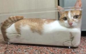 Qiziqarli olam: O’tirish uchun aslo to’g’ri kelmaydigan joylarda o’tirishni yaxshi ko’radigan mushuklar 