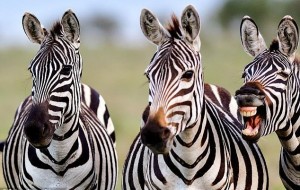 Qiziqarli ma'lumotlar: Nega biz zebralarni minmaymiz?
