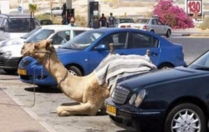 Qiziqarli dunyo: «Chiroyli yashash»: Faqatgina Dubayda sodir bo’lishi mumkin bo’lgan 18 ta aqldan ozdiradigan vaziyatlar 