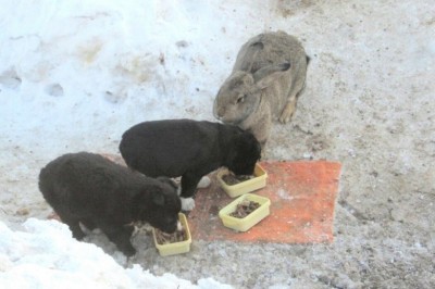 Rossiyaning Omsk oblastida quyon o’ldirilgan itning uch bolasini boqadi