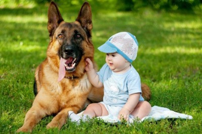 Nemis ovcharkasi to’g’risidagi 10 ta fakt