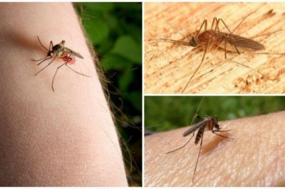 Nima uchun chivinlar ayrim odamlarni boshqalariga nisbatan ko‘proq chaqishadi?