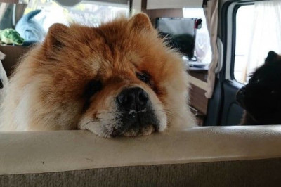 Chau-chau zotidagi  yoqimtoy kuchuklarni bilasizmi?