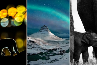 “Nature Photographer” Of The Year ma'lumotlariga ko'ra 2019 yilning eng yaxshi 20 fotosurati