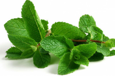 Yalpizning shifobaxsh hususiyatlari haqida