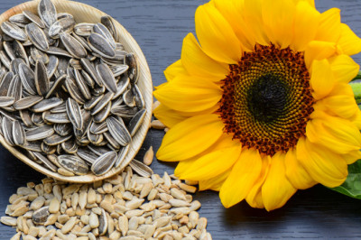 Barchaning ermagi bo’lgan pista haqida g’aroyib faktlar