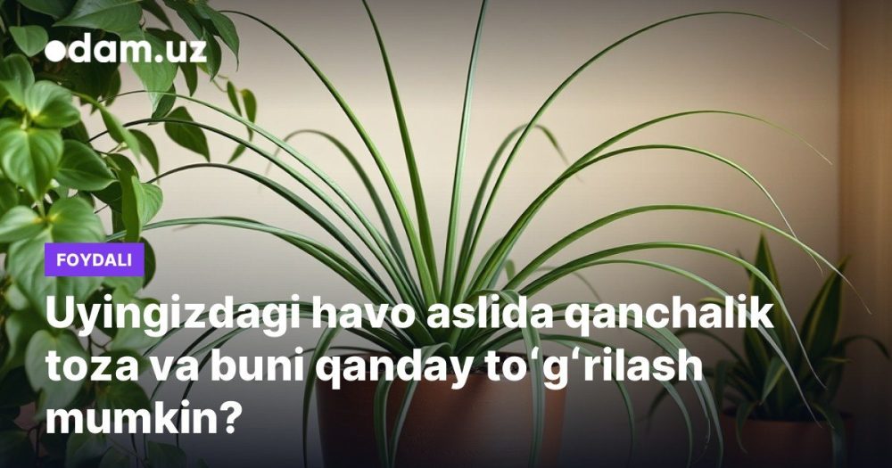 Uyingizdagi havo aslida qanchalik toza va buni qanday toʻgʻrilash mumkin?